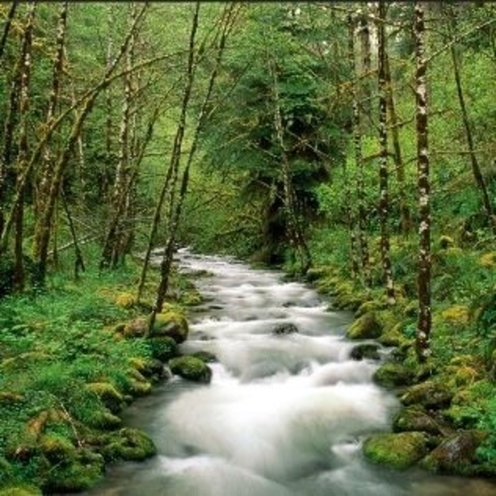 Meet your Posher, Shirley